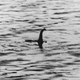 Illustration for article titled Man Claims Boat Collision Proves Existence Of Loch Ness Monster
